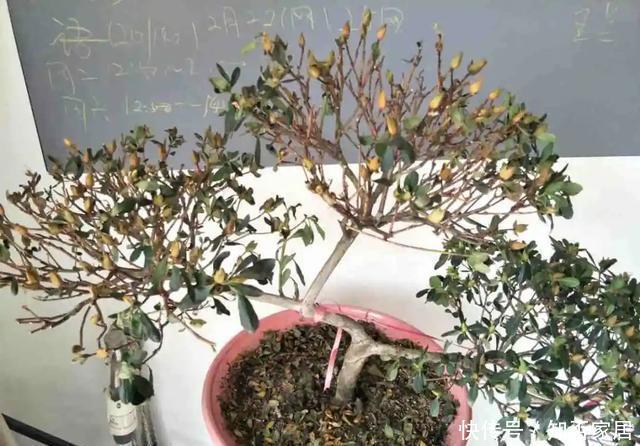 「怕乱」5种花就怕乱浇水,浇得越多,死的越快