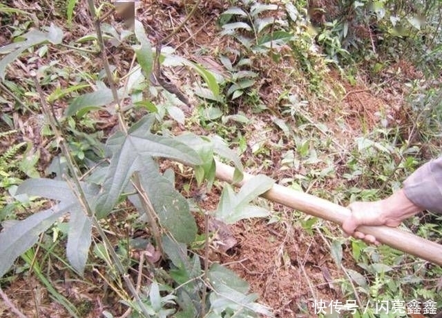 「植物」1种珍贵的“野草”,叶片像“手掌”,人称“五指毛桃”,奇特!