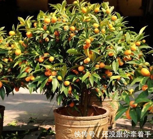  [水果]这4种水果盆栽，随手种一棵就能爆盆，每天都可以吃免费水果！
