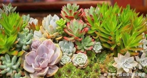  『艺术感』玉露“发功”成景天？2种方式把多肉搭配成让人羡慕的盆栽