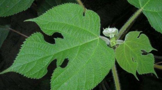  「构树」果实能食用，用途广泛，专家都说浑身是宝的树，农民却