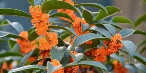  【美色】家养此款花卉，开花勤爱爆盆，耐寒易打理，花美色艳
