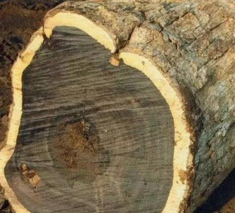 世界上最委屈的树，价值比紫檀木还高，在农村却被拿来当柴烧