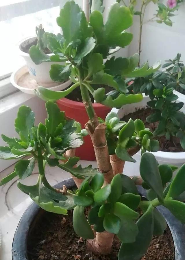 嫁接@长寿花养成盆景,玉树枝条切几刀,嫁接长寿花,养成长寿花树