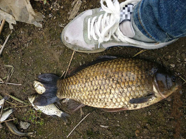  钓到■长竿短线钓草洞才是野生大鲫鱼的正确钓法，不信钓友们试试看！