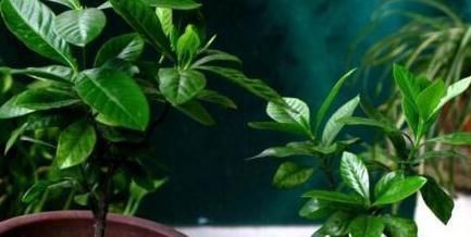  水里@5种花“趁着”春天快扦插，枝条丢水里，5天就生根，好活长得快