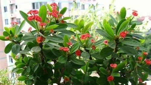 『盆栽』喜欢赏花就选虎刺梅,在家既能盆栽又可地栽,四季花开不停歇