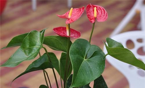  「植物」新居养这些植物，吸收甲醛净化空气，还可观赏