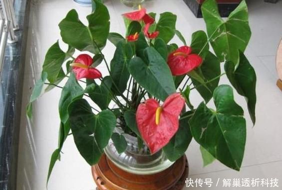  【水培花】水培花容易烂根该怎么办？4方面细节解说，让你轻松护理好花根