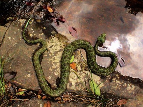 动物图集:莽山烙铁头蛇