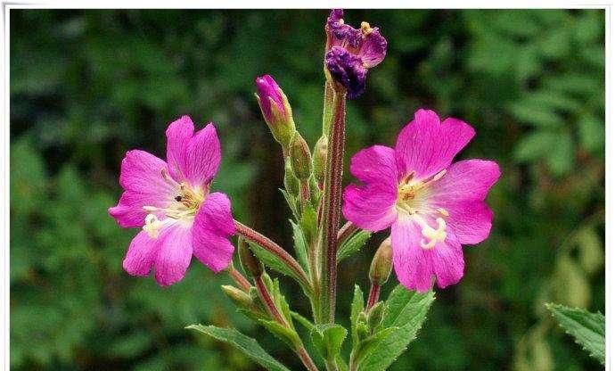  「野花野草」人称“柳叶菜”，又叫鱼鳞草，价值珍贵，野外常有，认识的人不多