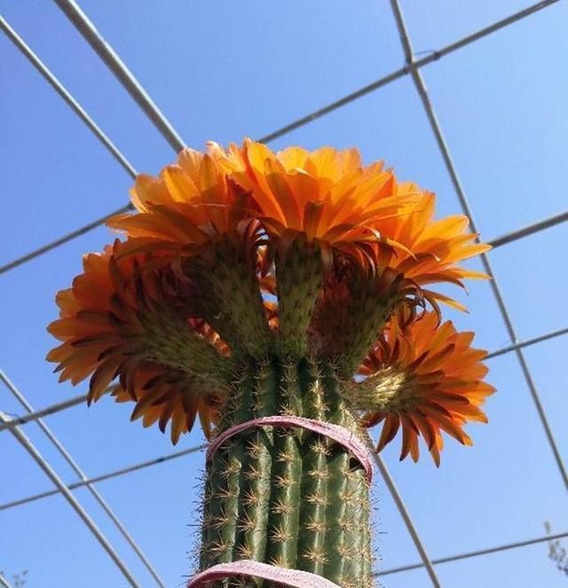 『毛花柱』种一盆最会开花的仙人球,不仅开花惊艳,还香气怡人