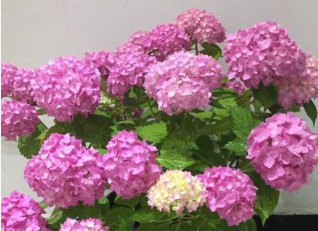 扦插:4种花“不要等”,现在扦插正合适,生根快,夏季花朵开满盆!