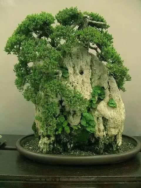 「从未见过」没有盆的盆栽，从未见过，太好看了！