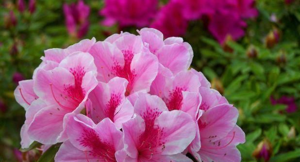  『鸿运当头』5种花是花中劳模，开花爆盆花期长，花大色艳真漂亮，谁养谁上瘾