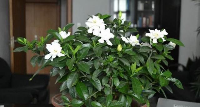  #预防#栀子花叶子发黄，这三点引起的，教你几招学会预防