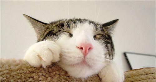  ＂p＂:＂1585729560＂猫咪肠胃不适怎么办？怎样正确使用猫咪益生菌