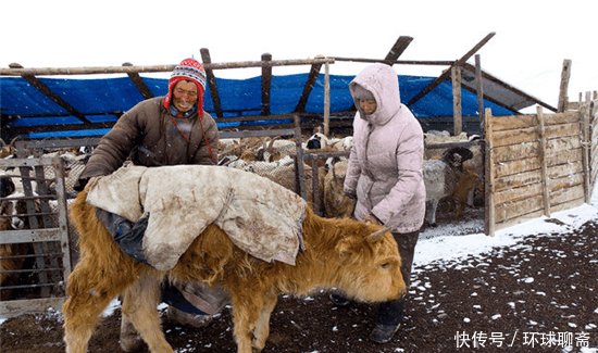  #差距#外蒙古与内蒙古牧民冬季生活的对比, 差距太大