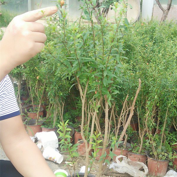  [花苗]在农村遇到此花苗，建议多挖几株带回家！当年就开花，满屋都飘香