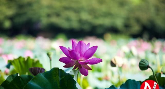 中国避暑胜地，浙江安徽各两处，安徽一处，这是八九月该去的地方