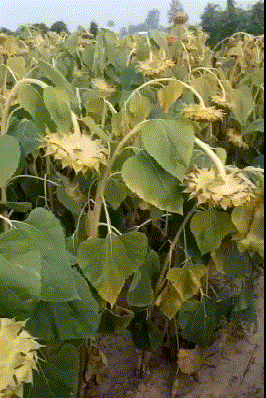 闺蜜@搞笑gif:妹子,你们太任性了,为了衬托闺蜜一点形象都不顾了吗