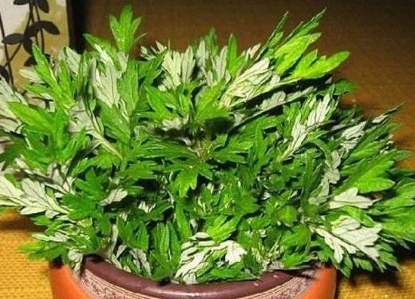 『植物』聪明人的客厅和卫生间,都会养这4种花,难怪身体这么健康!