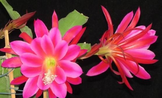  「适合」特别容易开花，花期超长的4种观赏花卉，适合“新手”的一些盆栽