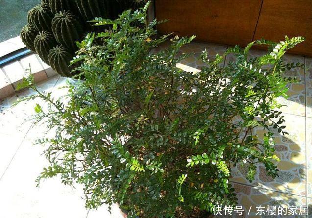 身体|客厅这3棵“养生树”,棵棵价值高,吸走毒气释放氧气,身体更棒