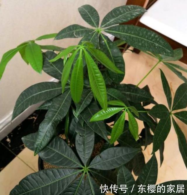  『幼苗』好盆栽价格贵该怎么办？亲自动手扦插培育，幼苗多得送邻居