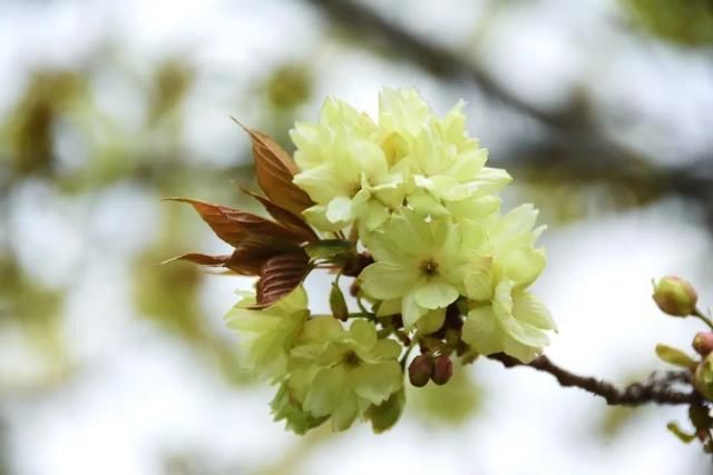 麻叶绣线:春花含情付春光,蔷薇园里漫芬芳