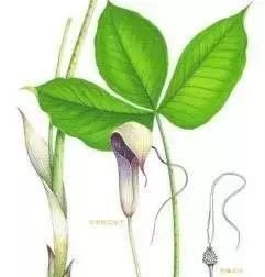  玉米@玉米地里，比玉米贵100倍的杂草，你认识吗？