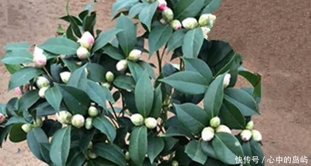 『黄叶』杜鹃、茶花、枙子花老是黄叶,用点这个,比硫酸亚铁好百倍
