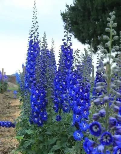  『蓝色』蓝色系大花飞燕草，花朵似燕子，自带高级感！成片种植更美！