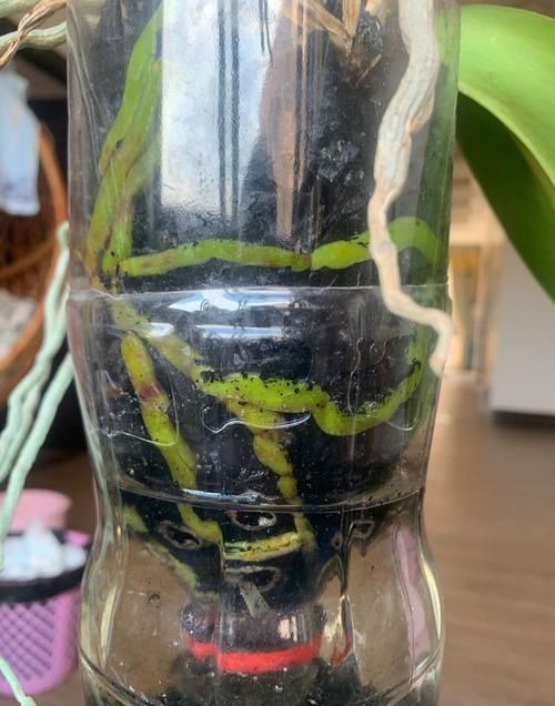 营养■只会用水苔养蝴蝶兰?另类骚操作,蝴蝶兰的气生根密如头发
