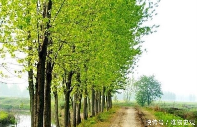 『不信其无』门前种树有门道,5种树镇宅,运道好,3种树要躲开,你了解吗