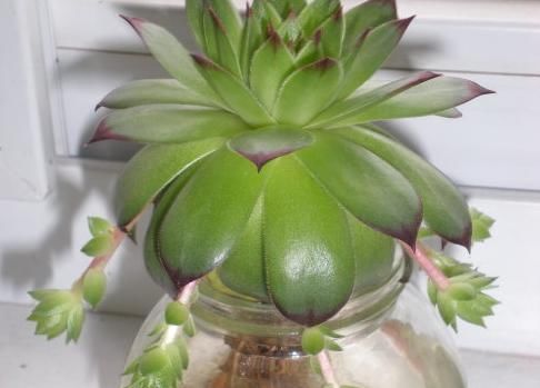  「天南星科」桌上都喜欢放盆植株，水培干净受欢迎，漂亮的观音莲可以一试