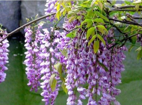  「紫藤花」喜欢菊花，就养盆“菊中精品”一文嵩，花似金龙捧珠，高贵大气