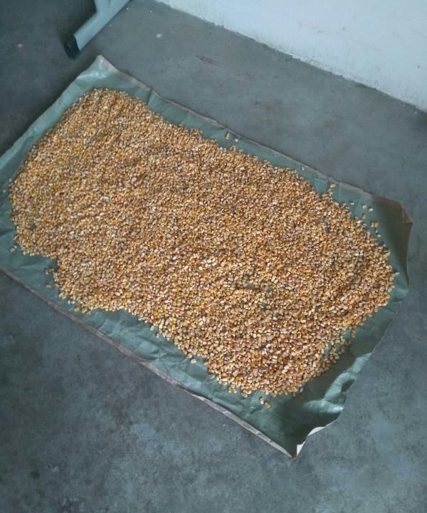  【自制】「自制鱼饵」窝料制作千千万，适合自己的才最佳