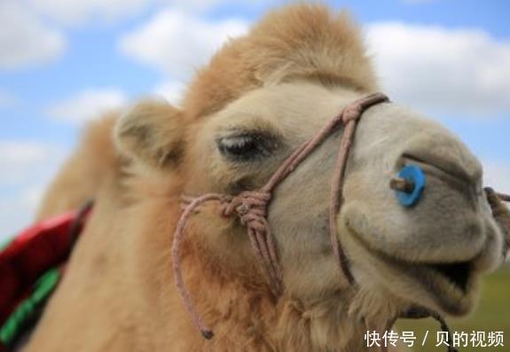 为什么骆驼敢直接吃仙人掌,难道不怕刺,咬着不会疼?