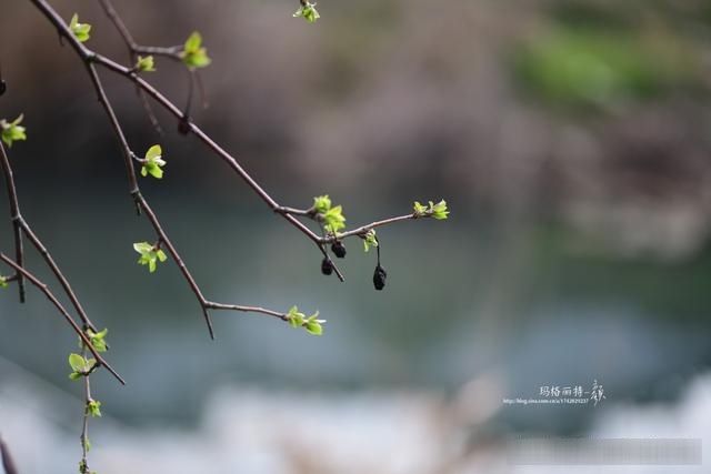  「春天」随笔：那些树果实还没掉都发芽了