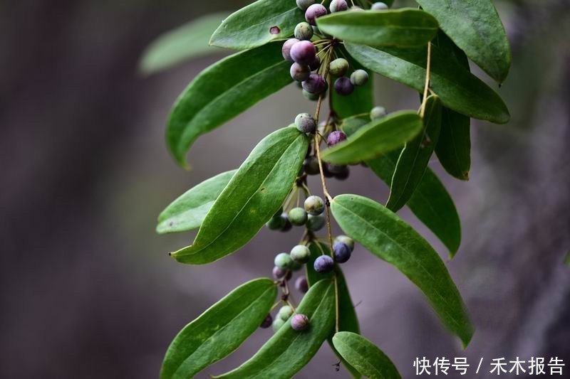 农村树上长的一种蓝莓,能强筋骨祛风湿,可惜