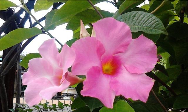 【适合】3种花适合养在室内,开花量大颜色鲜艳,家里养一盆,满屋都飘香