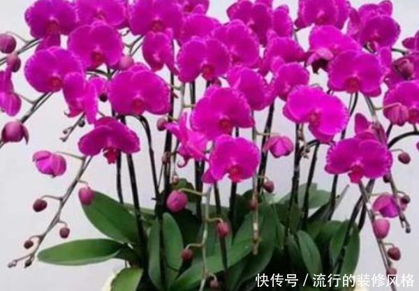 「家里」家里养花别乱摆,这4种花家里至少摆1盆,个个都是“吉祥”花!