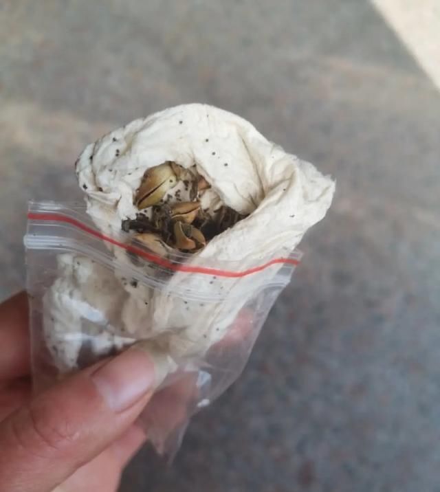  【方法】花友们，养花1盆变100盆，7种繁殖方法，经典又实用