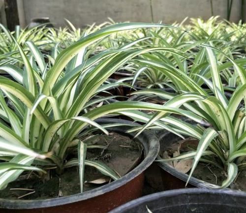  「养护」4种植物喜欢“客厅”，光线越弱，叶片反而越有“光泽”，好养！