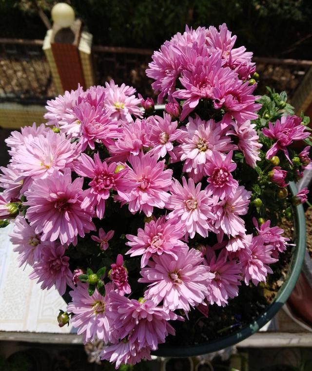  「开花越多」3种花，夏天一到就开爆，盆盆开花上千朵