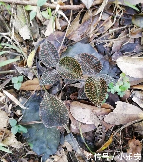  #见到#1种野草被称为“软黄金”，农村树下就有，见到了别踩，很