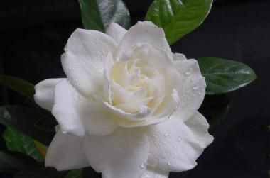  栀子花■栀子花这样养,不掉花苞不黄叶子,花开不断