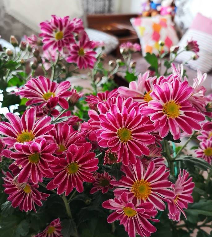  #花界#春季扦插这些小花，沾土即活，花开如玫瑰，堪称花界“开花机器”