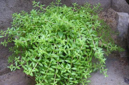  「垂盆草」垂盆草别名叫什么？广西、广东能种垂盆草吗？